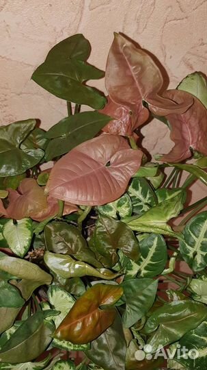 Сортовые сингонумы