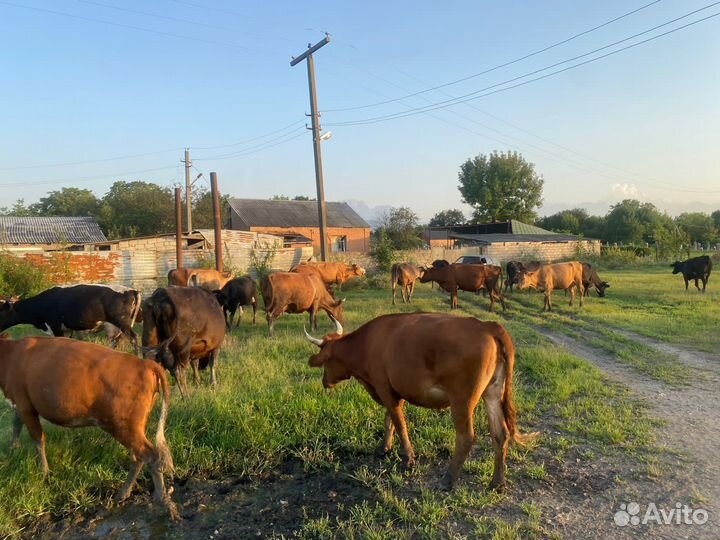 Продается крс