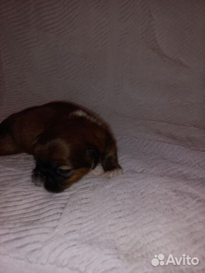 Щенки пекинеса