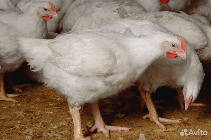 Домашняя Курочка 2.5-4.0 кг по записи