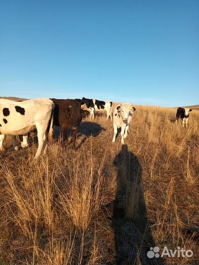 Телки стельные