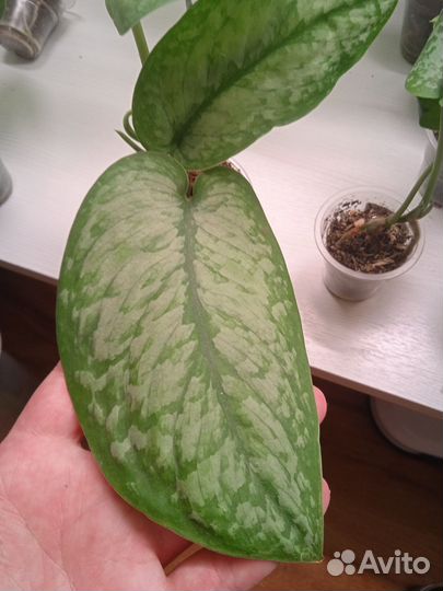 Сциндапсус Silver splash