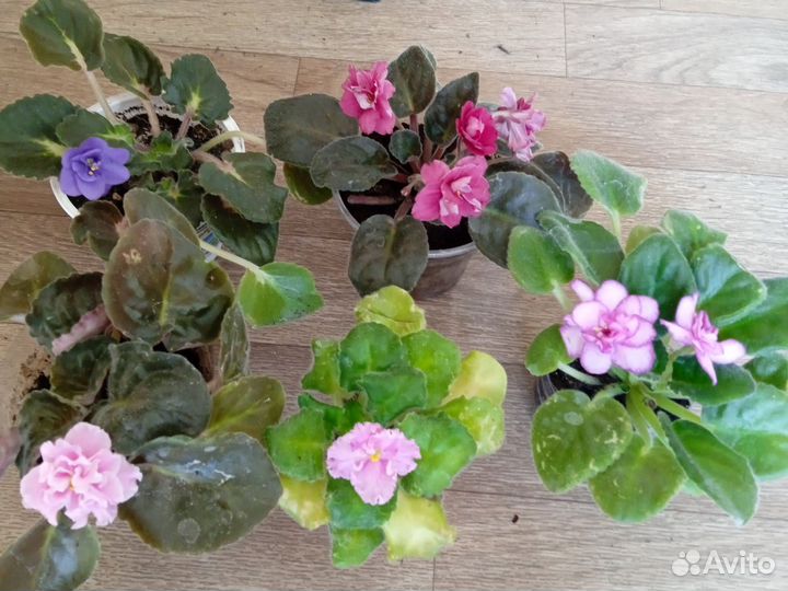 Эти фиалки по 60