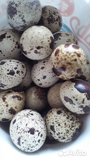 Яйца перепелиные инкубационное и на еду