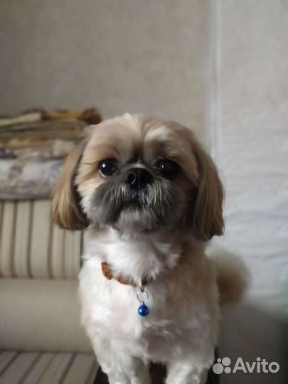 Ши-тцу вязка