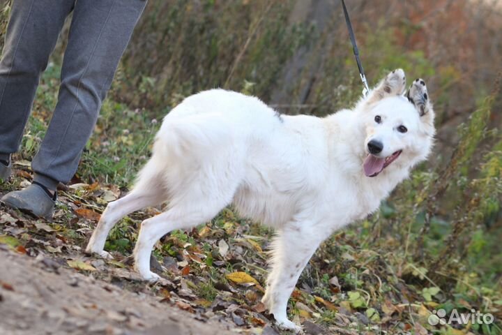 Собака в добрые руки