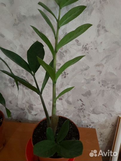 Домашние растения цветы