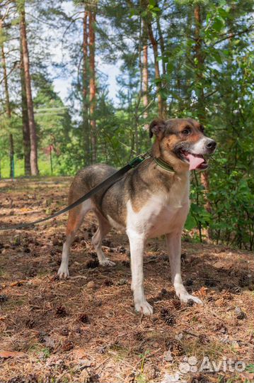 Ищет дом не большая Собачка Мира