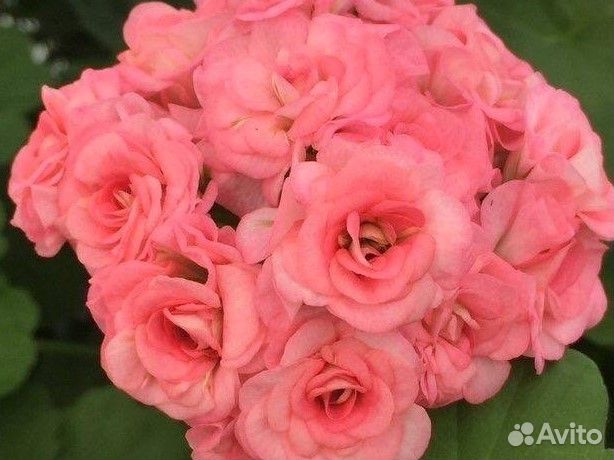 Пеларгонии сортовые