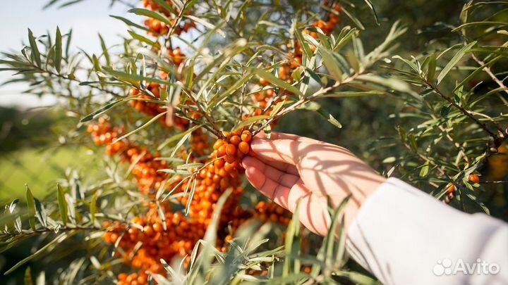 Куст облепихи (ростки)