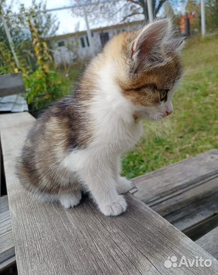 Изумительная котодевочка