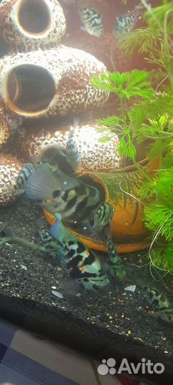 Рыбки, растения