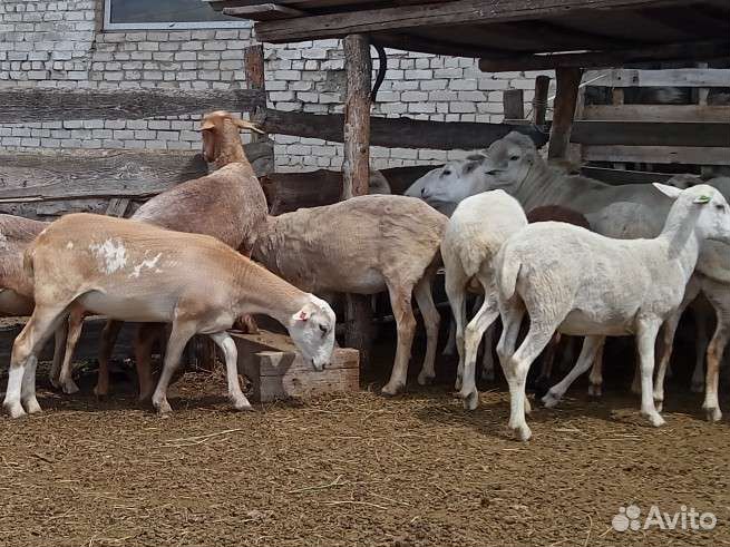 Ярки Катумские открыта бронь