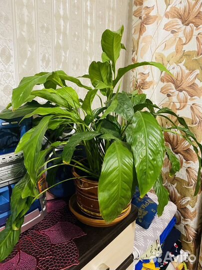 Спатифилум