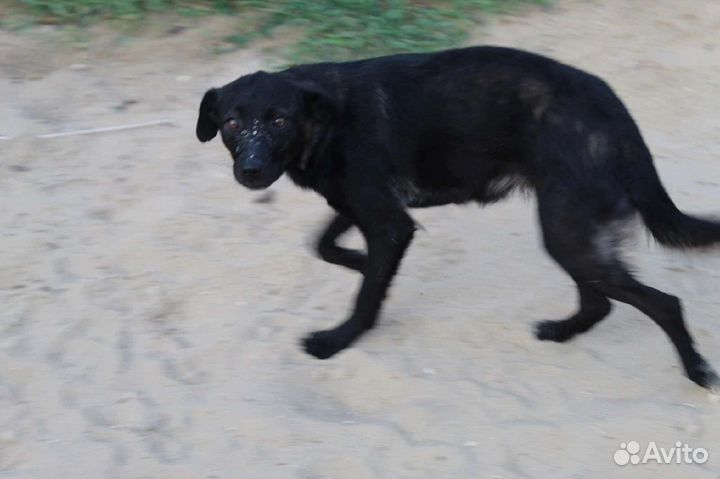 Ева ищет дом