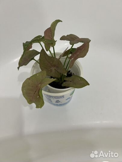 Сингониумы сортовые