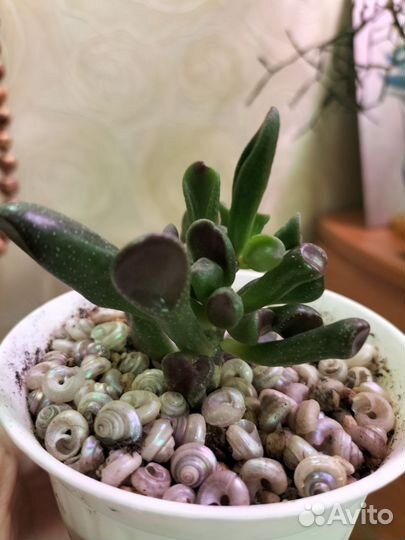 Толстянка хоббит