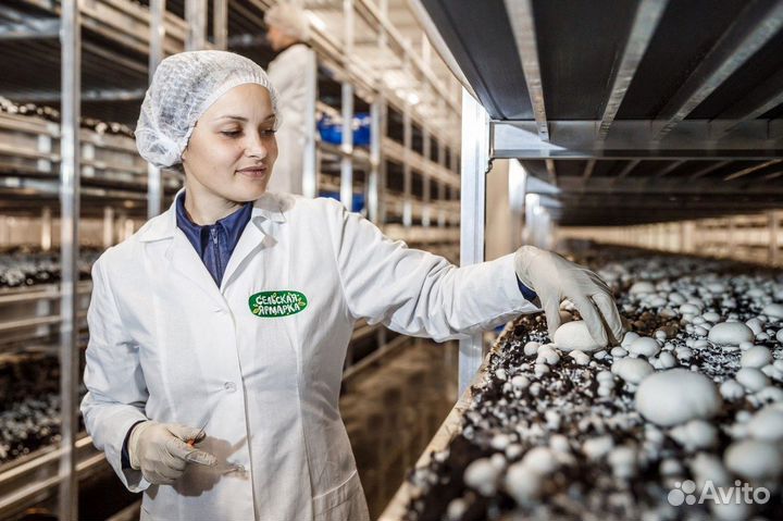 Сборщик грибов (Вахта Воронеж) Жильё + Авансы