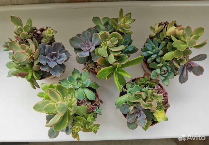 Суккулентный садик, набор суккулентов