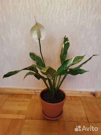 Спатифиллум Даймонд вариегантный