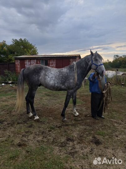Жеребец орловский рысак
