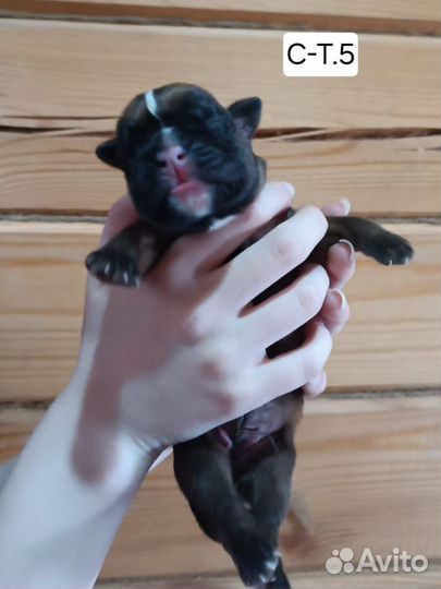 Боксер-это навсегда