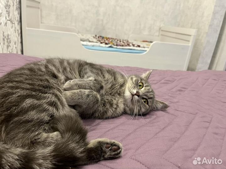 Британская кошка бесплатно