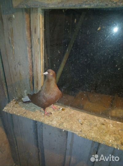 Голуби николаевские