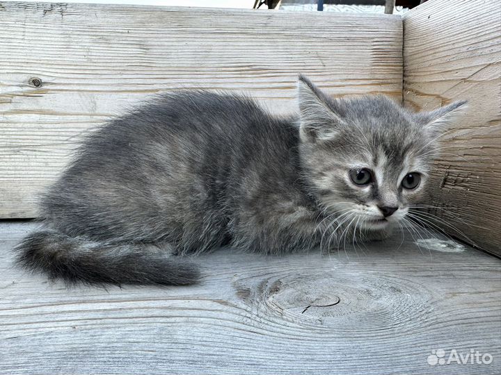 Котенок, девочка 1,5 месяца