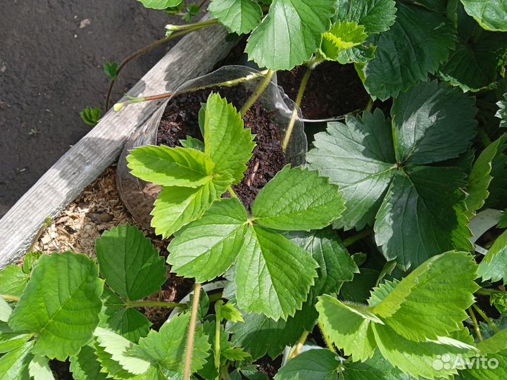 Саженцы садовой клубники (Виктории) с зкс