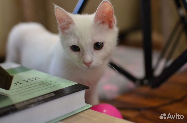 Снежок котенок в добрые, надежные руки)