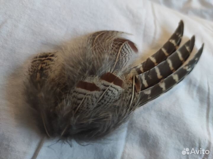 Перья для творчества