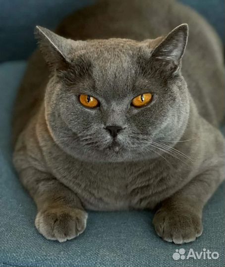 Брошь кот из шерсти мериноса по фото питомца