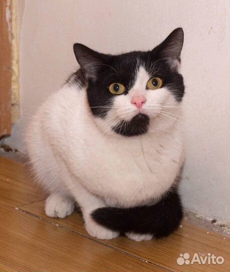 Кошка в добрые руки