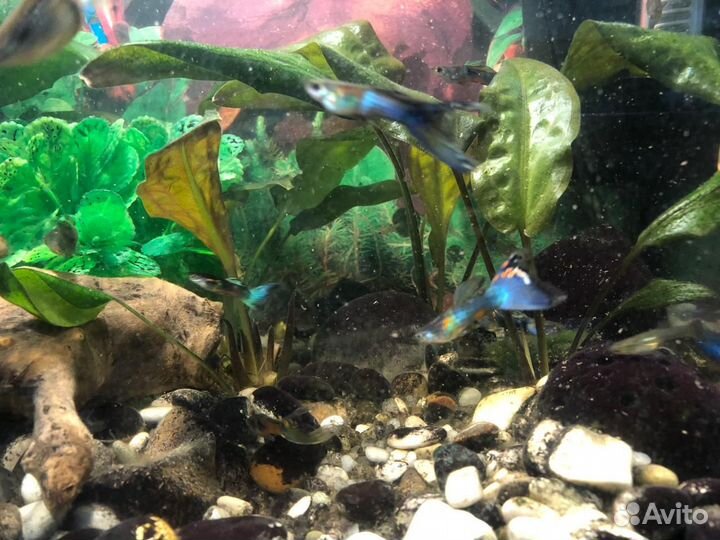 Аквариумные рыбы гуппи