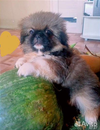 Щенки пекинеса