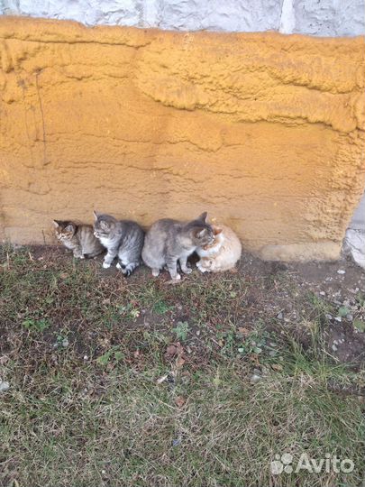 Отдам в добрые руки котят