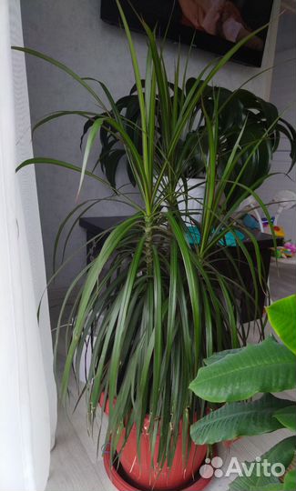 Драцена кордилина