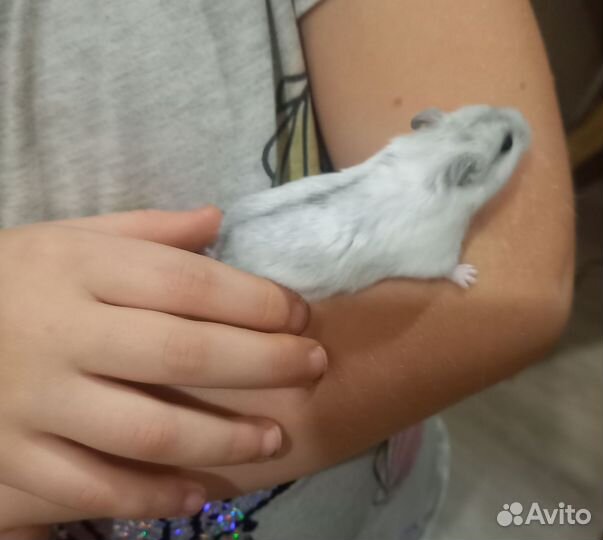 Клетка для грызунов бу