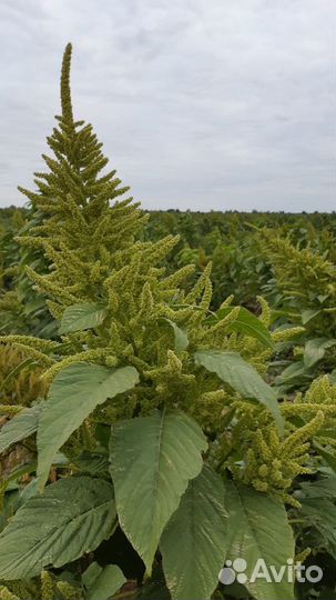 Амарант семена