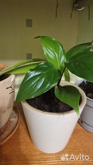 Спатифиллум