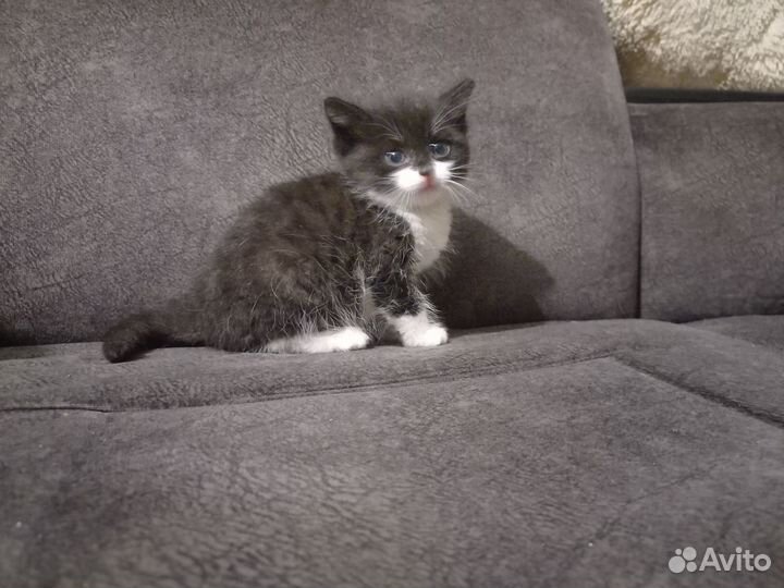 Котята отдам в добрые руки бесплатно