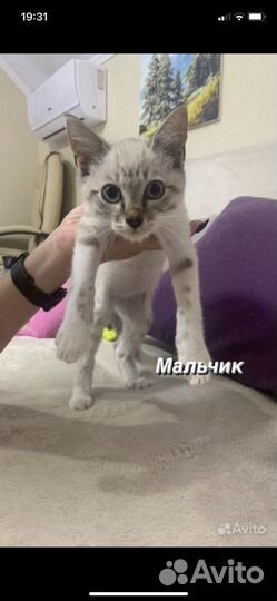 Котята
