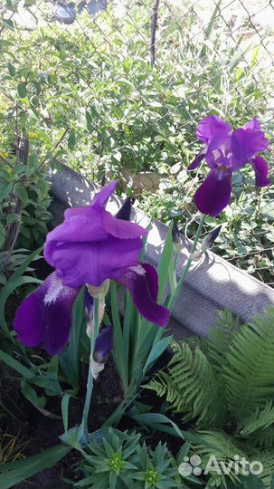 Ирисы