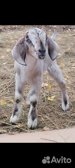 Коза нубийская