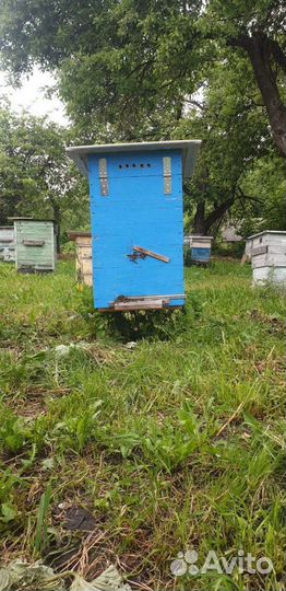 Улей с пчёлами