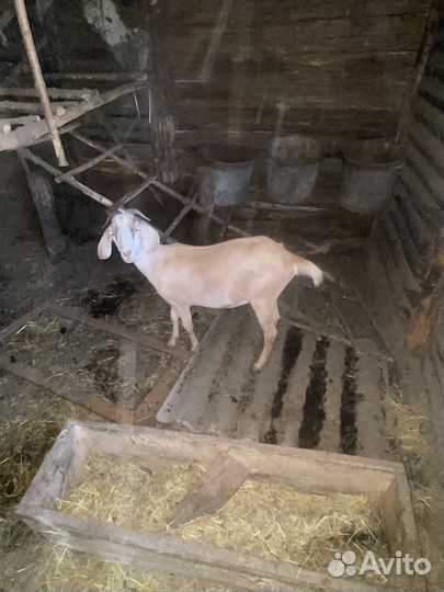 Коза нубийская