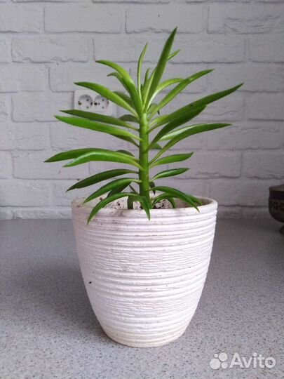 Пеперомия феррейра