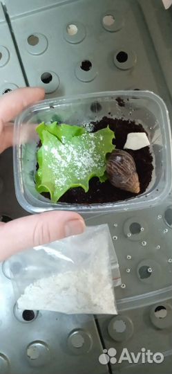 Улитки ахатины