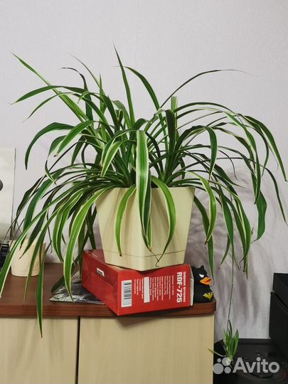 Хлорофитум